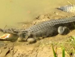 Viral! Seorang Ibu Histeris Melihat Anaknya Diterkam Buaya Saat Menyeberangi Sungai di Buton Tengah