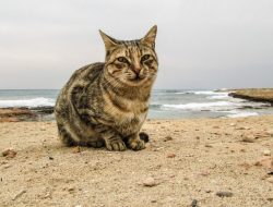 Demi Konten Medsos Viral, Dua Pria di Jepara Tega Hati Membuang Kucing Ke Laut