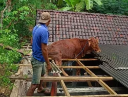 Viral! Sapi Tersangkut di Atap Rumah Warga Pacitan, Bikin Heboh