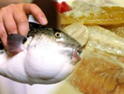 Viral! Akibat Makan Telur Ikan Buntal, 3 Warga Maluku Tengah Meninggal Dunia