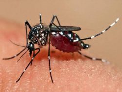 Kasus Demam Berdarah Dengue Meningkat di Bandung, Ini Tip Efektif Pencegahan DBD