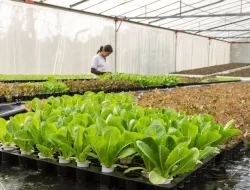 Ragam Hal yang Perlu Disiapkan Sebelum Memulai Bisnis Greenhouse yang Bisa Mendatangkan Banyak Cuan