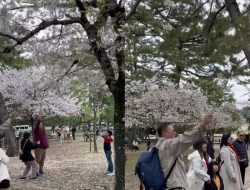 Miris! Demi Sebuah Konten Foto Menarik, Rombongan Turis Asal Indonesia Ini Rusak Pohon Sakura di Jepang