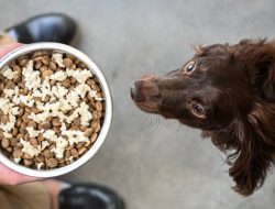 Begini Cara Praktis Membuat Makanan Anjing dari Nasi untuk Menghemat Pengeluaran Biaya