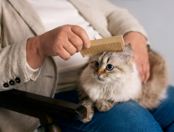 7 Tips Jitu Merawat Bulu Kucing Agar Terlihat Indah dan Tidak Rontok