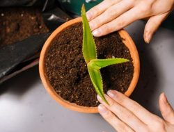 Cara Mudah Menanam Lidah Buaya di Halaman Rumah dengan Subur