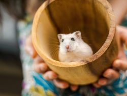 Potensi Bisnis Budidaya Hamster, Si Mungil yang Bisa Menghasilkan Cuan!