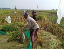 Miliki Lahan yang Luas, Indramayu Jadi Andalan Jabar untuk Ketahanan Pangan