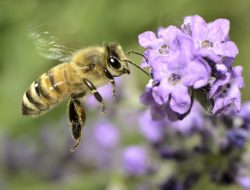 Fakta Fauna: Ternyata Lebah Madu Bisa Deteksi Kanker Paru-Paru Manusia Hanya dari Napas!