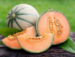 Bisnis Melon Premium Dinilai Menjanjikan, Bisa Balik Modal Hanya Dalam 3 Kali Panen!