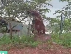 Viral Penampakan Orang Utan Raksasa Setinggi Rumah di Kaltim, Ini Penjelasannya