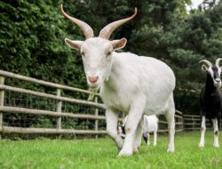 Intip Peluang Bisnis Jual Beli Kambing, Bisa Dapat Untung Puluhan Juta Perbulan!