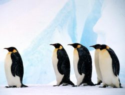 Alasan yang Membuat Penguin Bertahan di Suhu Ekstrem Tanpa Bulu Tebal