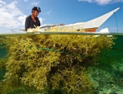 Bisnis Budidaya Rumput Laut Kian Menjanjikan yang Bisa Diolah Jadi Kuliner Hingga Kosmetik