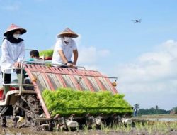 Program Benih Gratis: Upaya Pemerintah Tingkatkan Produktivitas Pertanian