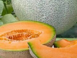 Manfaat Buah Melon untuk Kesehatan Tubuh, Apa Saja?