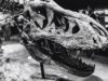 Fosil Dinosaurus Raksasa Ditemukan, Diduga Salah Satu Terbesar di Dunia