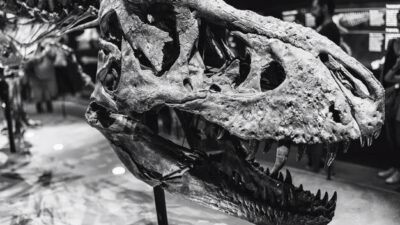Fosil Dinosaurus Raksasa Ditemukan, Diduga Salah Satu Terbesar di Dunia
