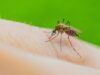 Teknologi AI Ubah Cara Deteksi Malaria di Wilayah Papua