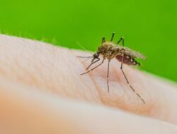 Teknologi AI Ubah Cara Deteksi Malaria di Wilayah Papua