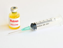 Urgensi Program Vaksin Rabies di Bali: Fakta dan Tantangan